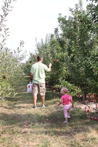 Apple Picking in the Orchard