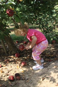Apple Picking