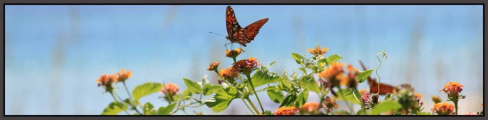 wordpress-header-butterfly-stroked.jpg