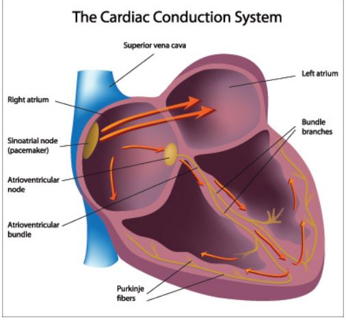 sinus rhythm