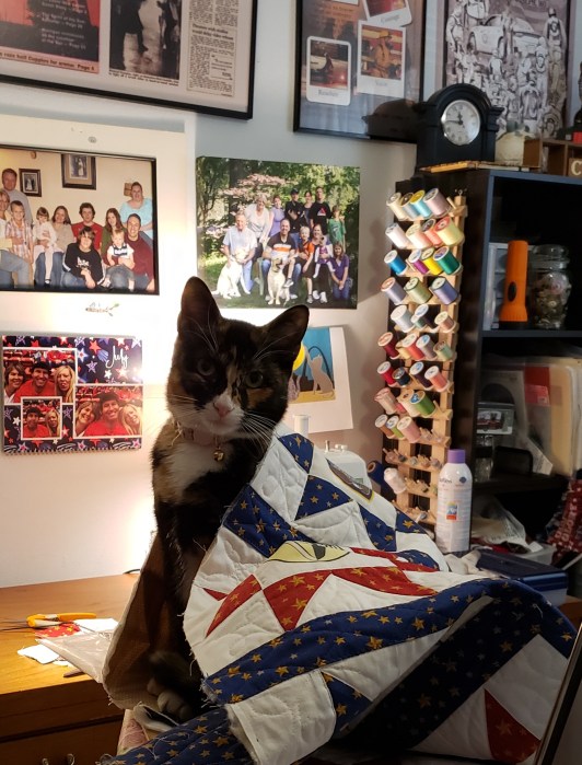 Cat wrapped in blanket