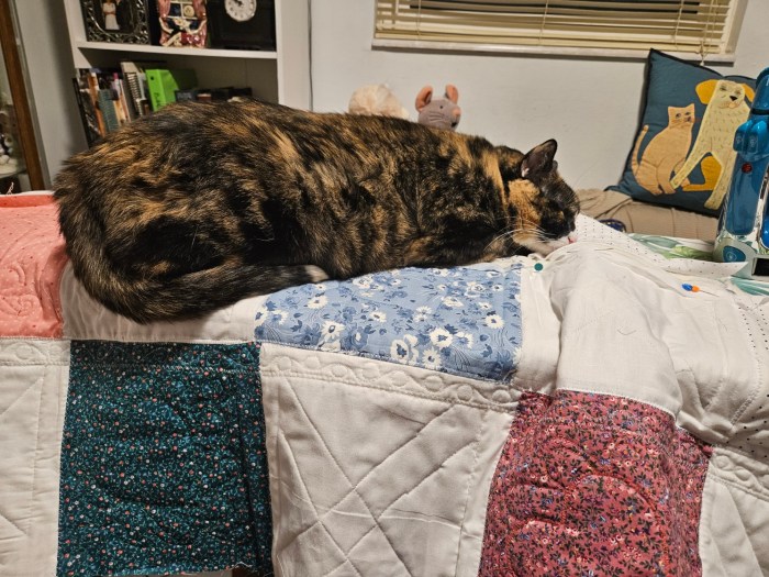 Cat lying on quilt