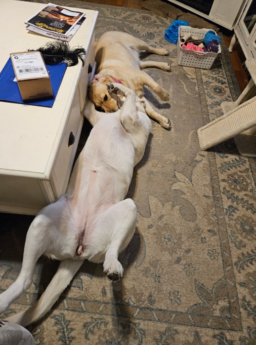 Two dogs playing on the floor