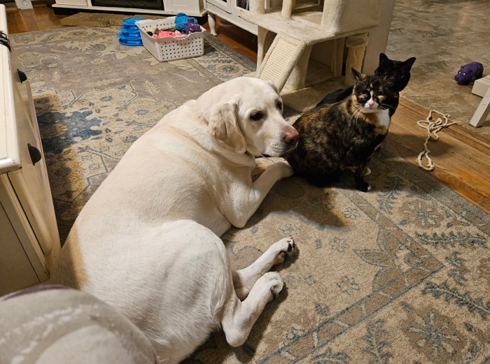 Dog and two cats together on the floor