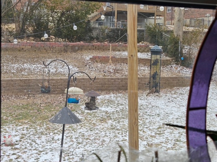 Birds around bird feeders