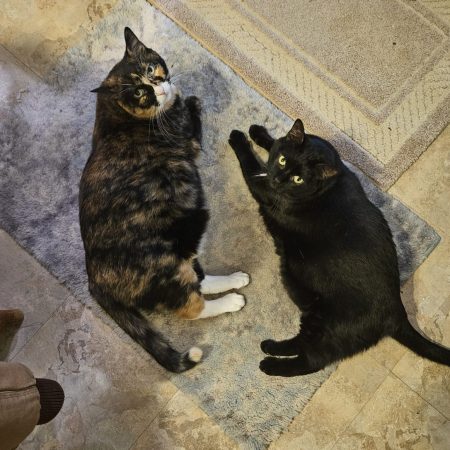 Two cats lying on the floor