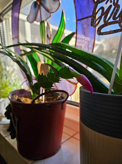 Christmas cactus cutting with bloom on window sill 