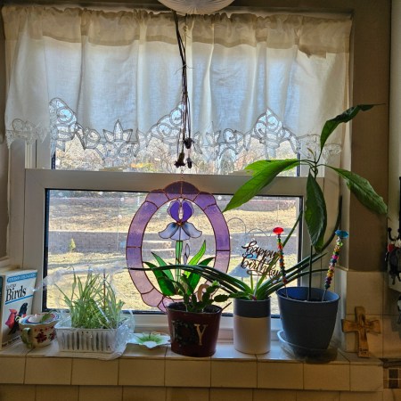 Kitchen window with plants on window sill