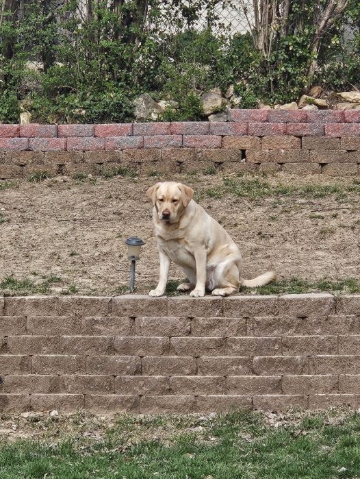 Yellow dog sitting on terrace wall