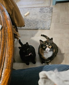 A black cat and a tortoise colored cat sitting on the floor looking up